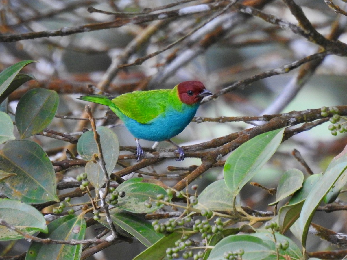 Bay-headed Tanager - ML611558289