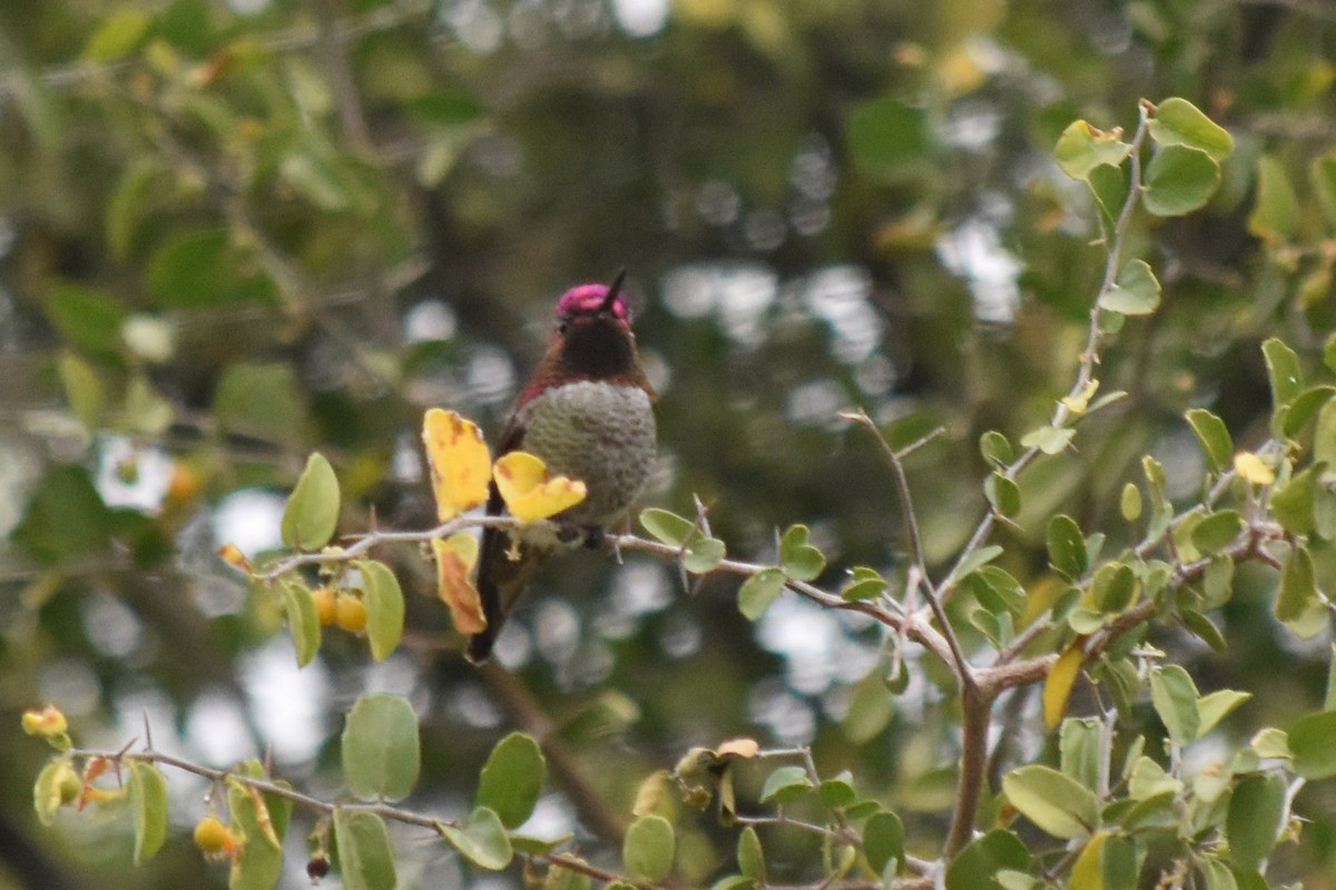 Anna's Hummingbird - ML611558322