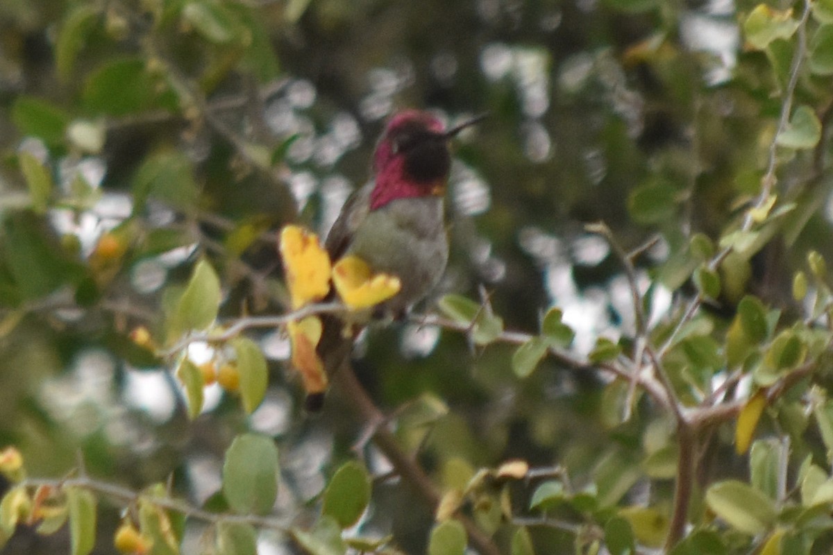 Anna's Hummingbird - ML611558323