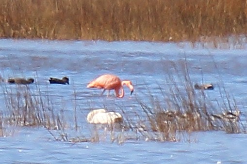 Amerika Flamingosu - ML611558349