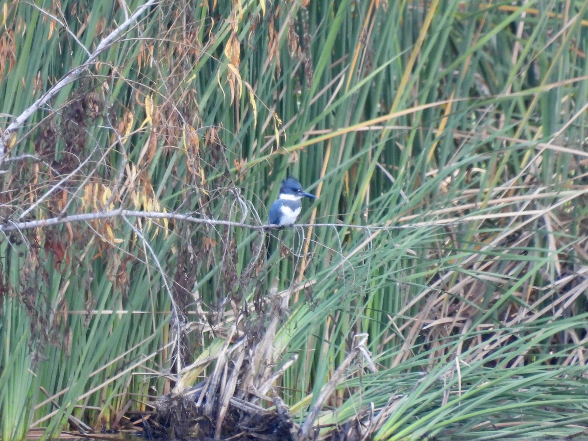 Belted Kingfisher - ML611558542