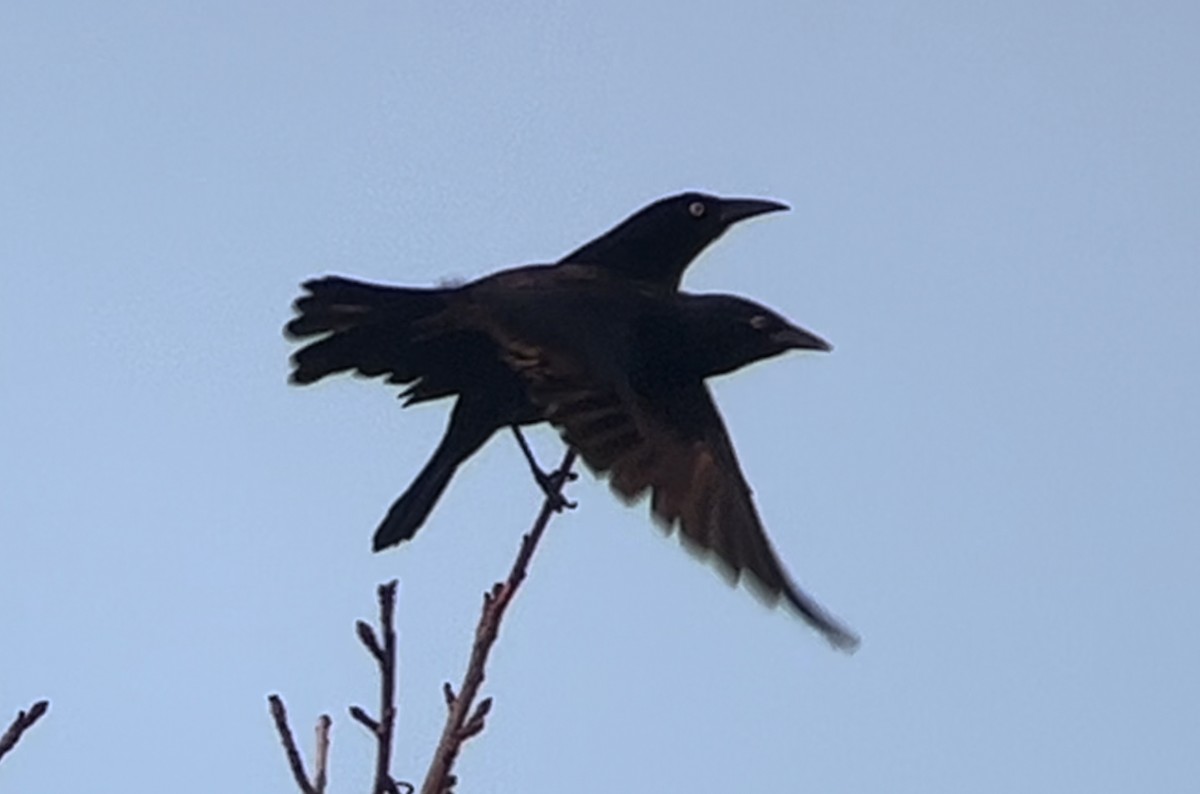 blackbird sp. - ML611558865