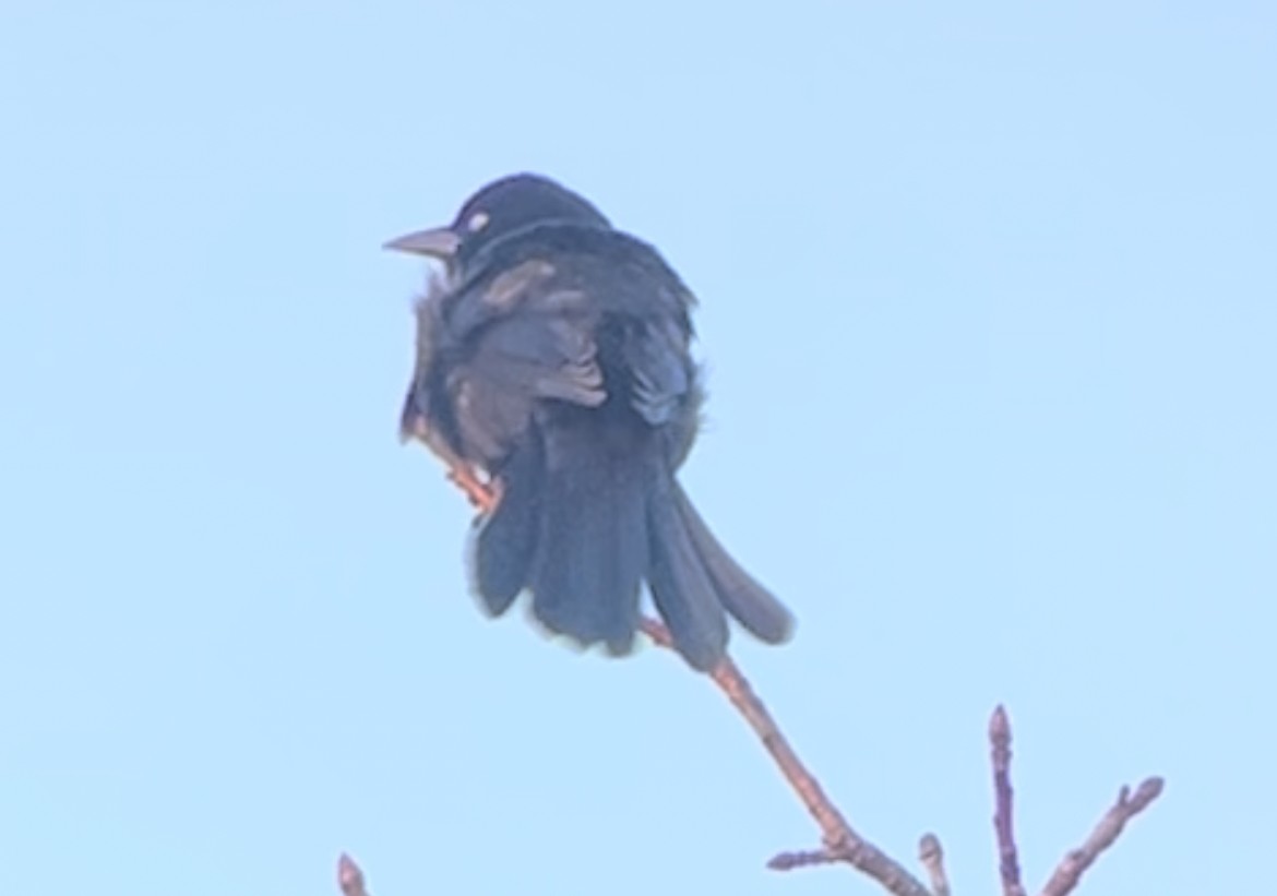 blackbird sp. - ML611558868