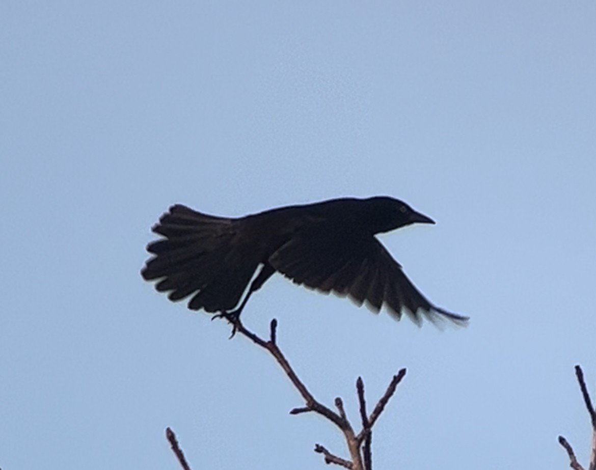 blackbird sp. - ML611558873