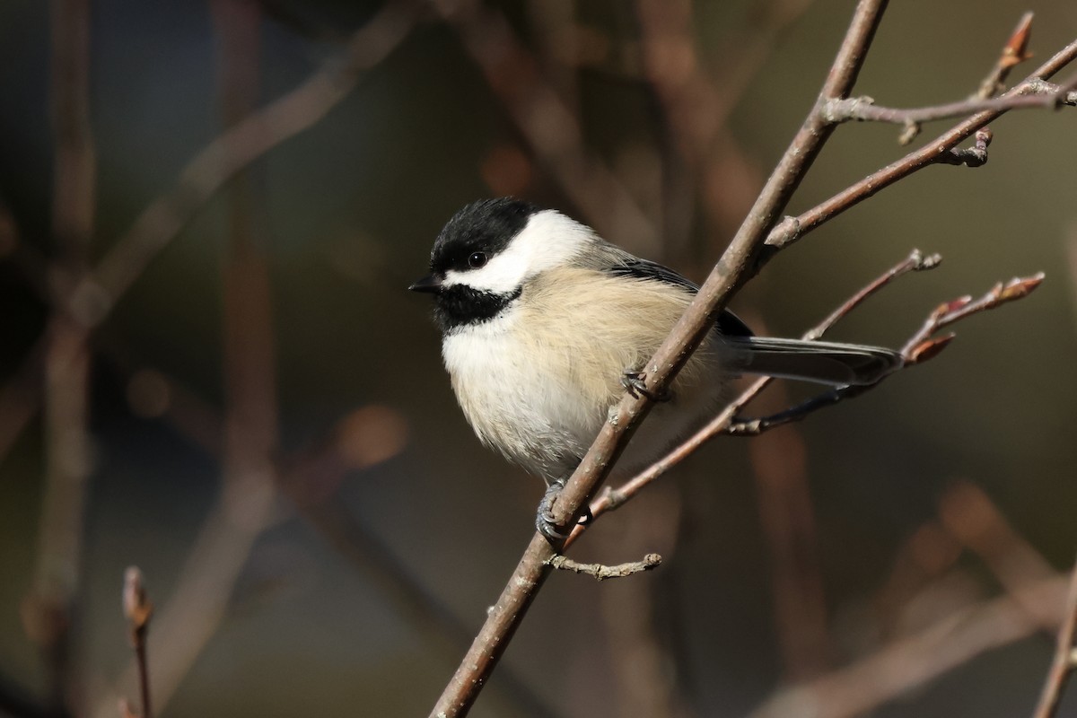 eBird Checklist 25 Nov 2023 Allegheny Front Migration Observatory