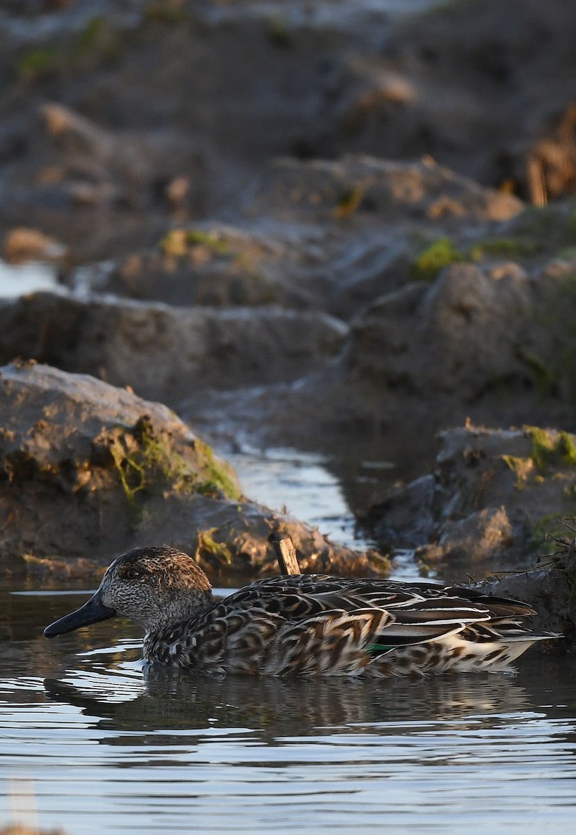 Green-winged Teal - ML611559288