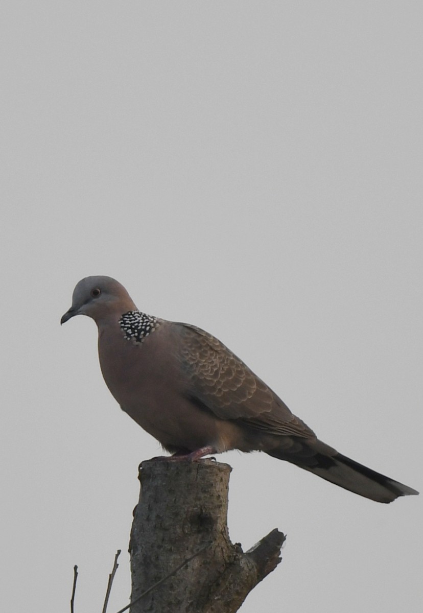 Spotted Dove - ML611559353
