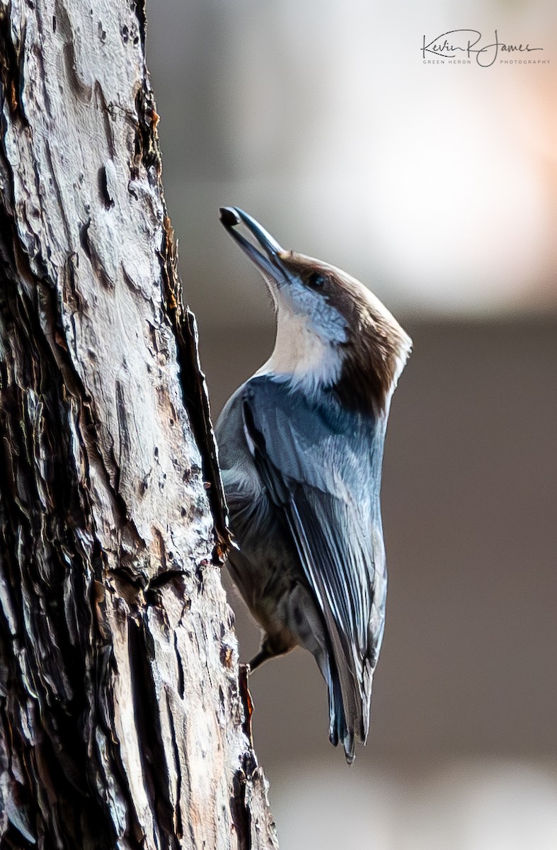 Brown-headed Nuthatch - ML611559771