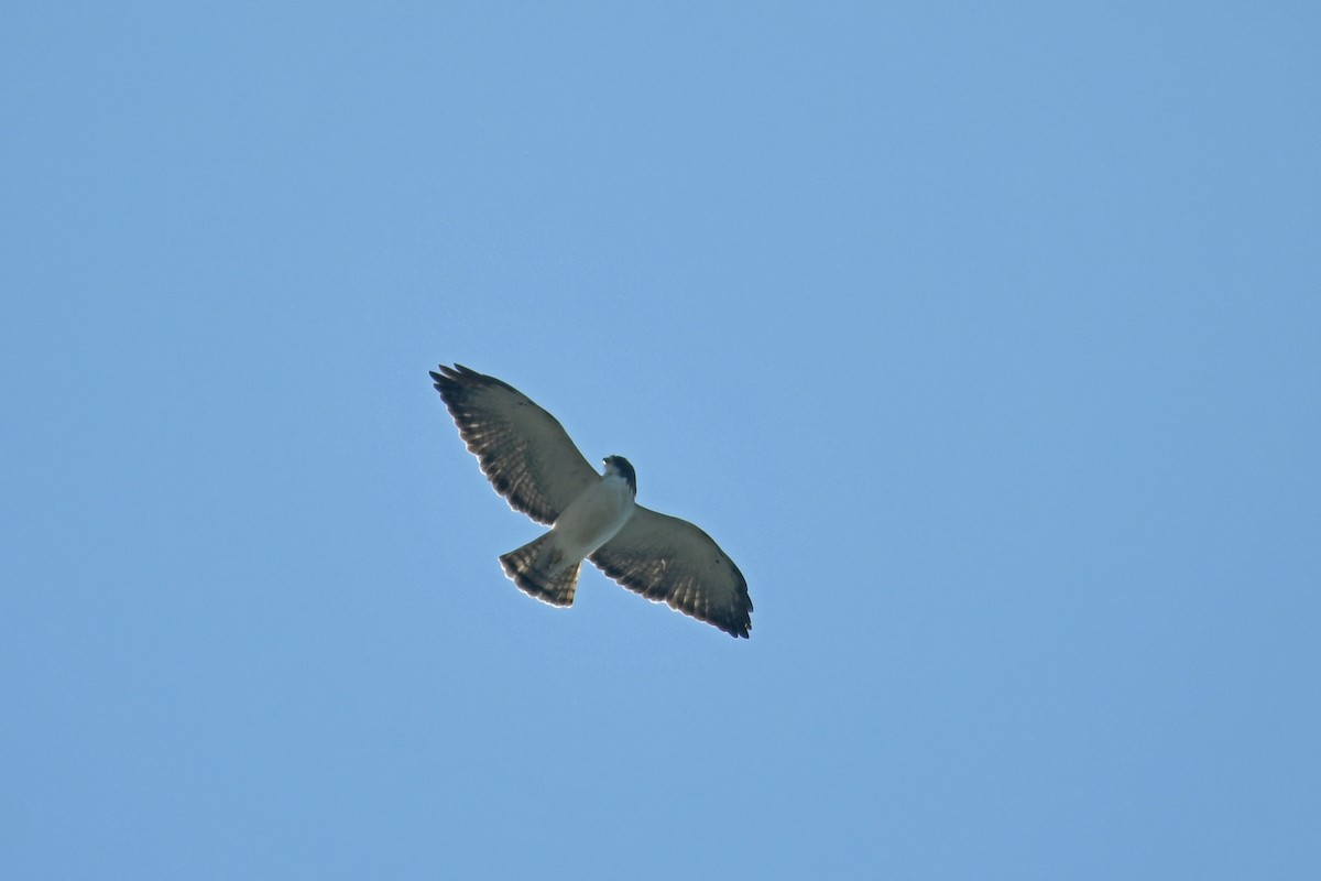 Short-tailed Hawk - ML611559786