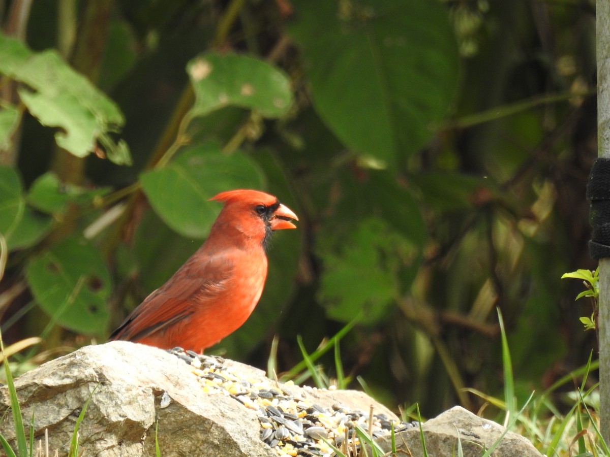 Cardinal rouge - ML611559829