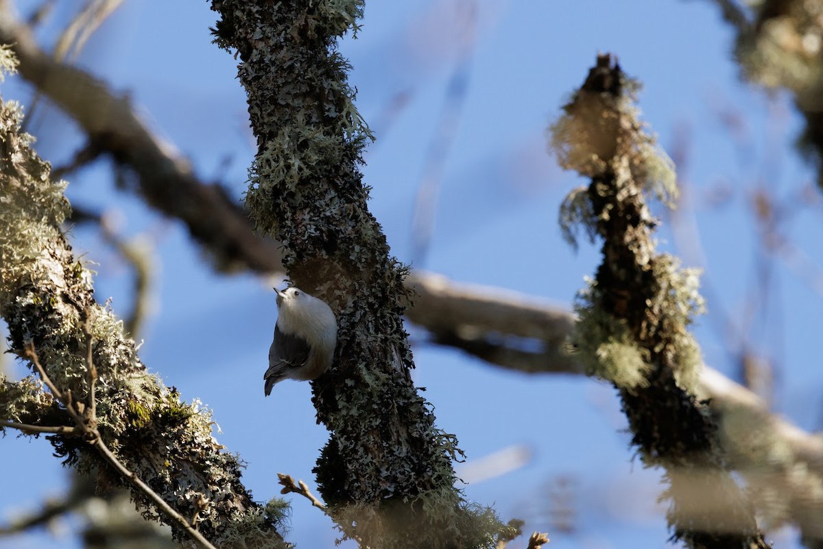 White-breasted Nuthatch - ML611560135