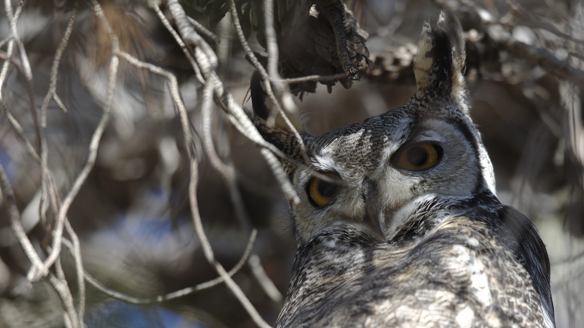 Great Horned Owl - ML611560200