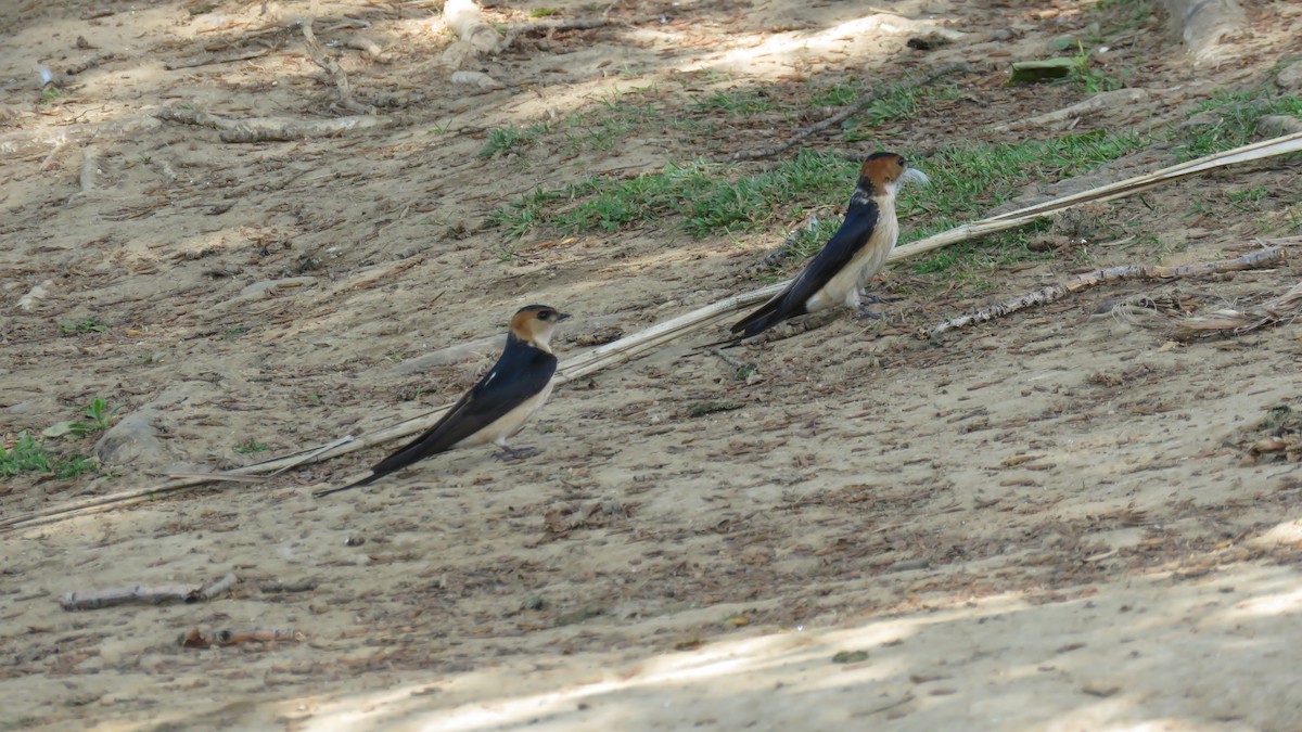 Red-rumped Swallow - ML611560246