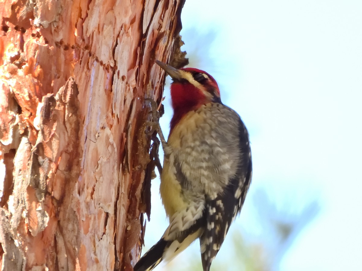Red-naped x Red-breasted Sapsucker (hybrid) - Pat McGrane