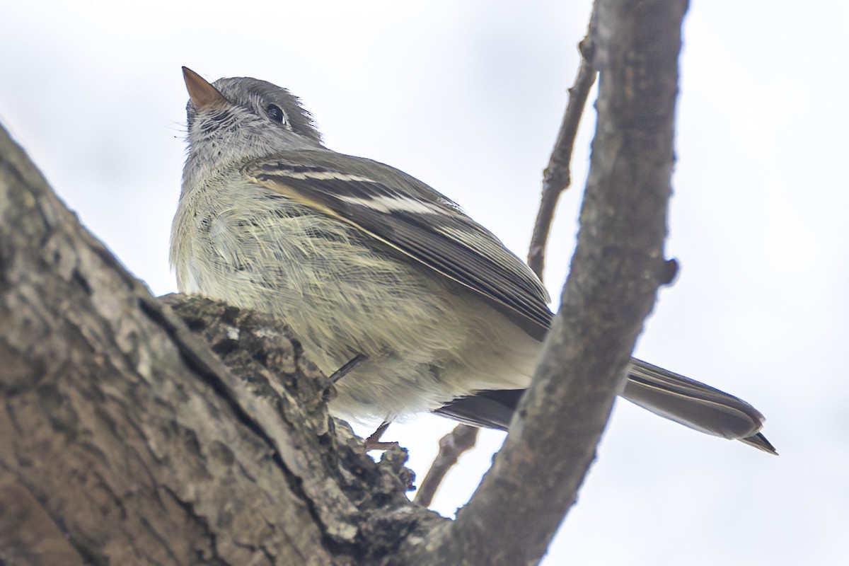 New York Breeding Bird Atlas Checklist - 25 Nov 2023 - Rockland Lake SP
