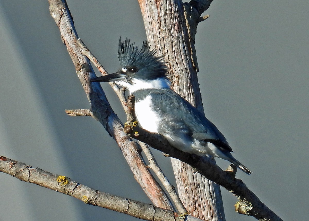 Belted Kingfisher - ML611560667