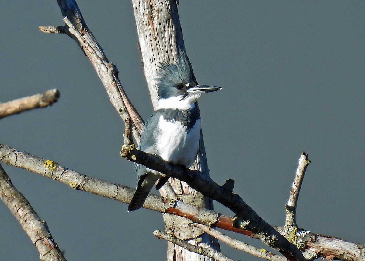 Belted Kingfisher - ML611560668