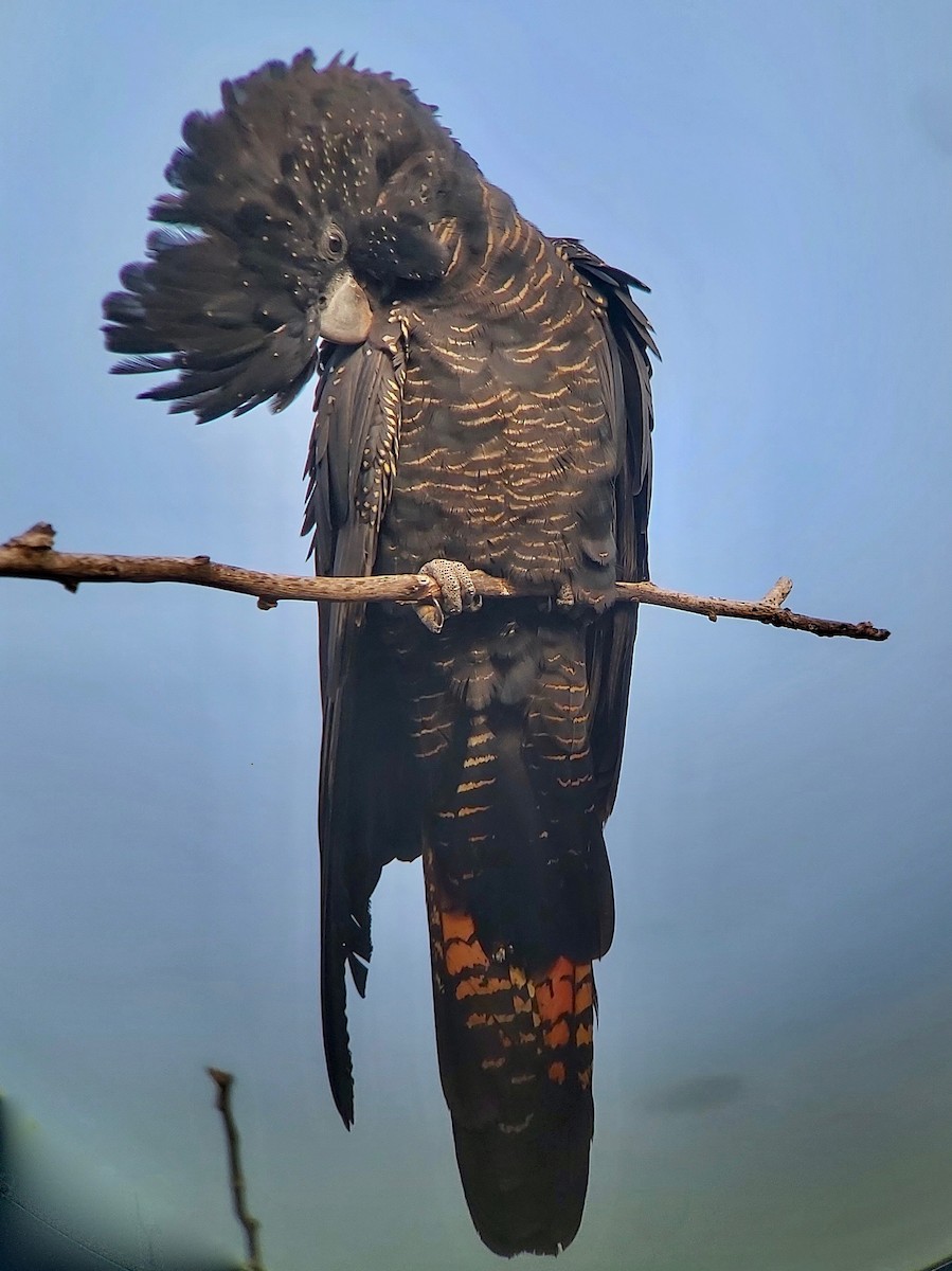 Red-tailed Black-Cockatoo - ML611560675