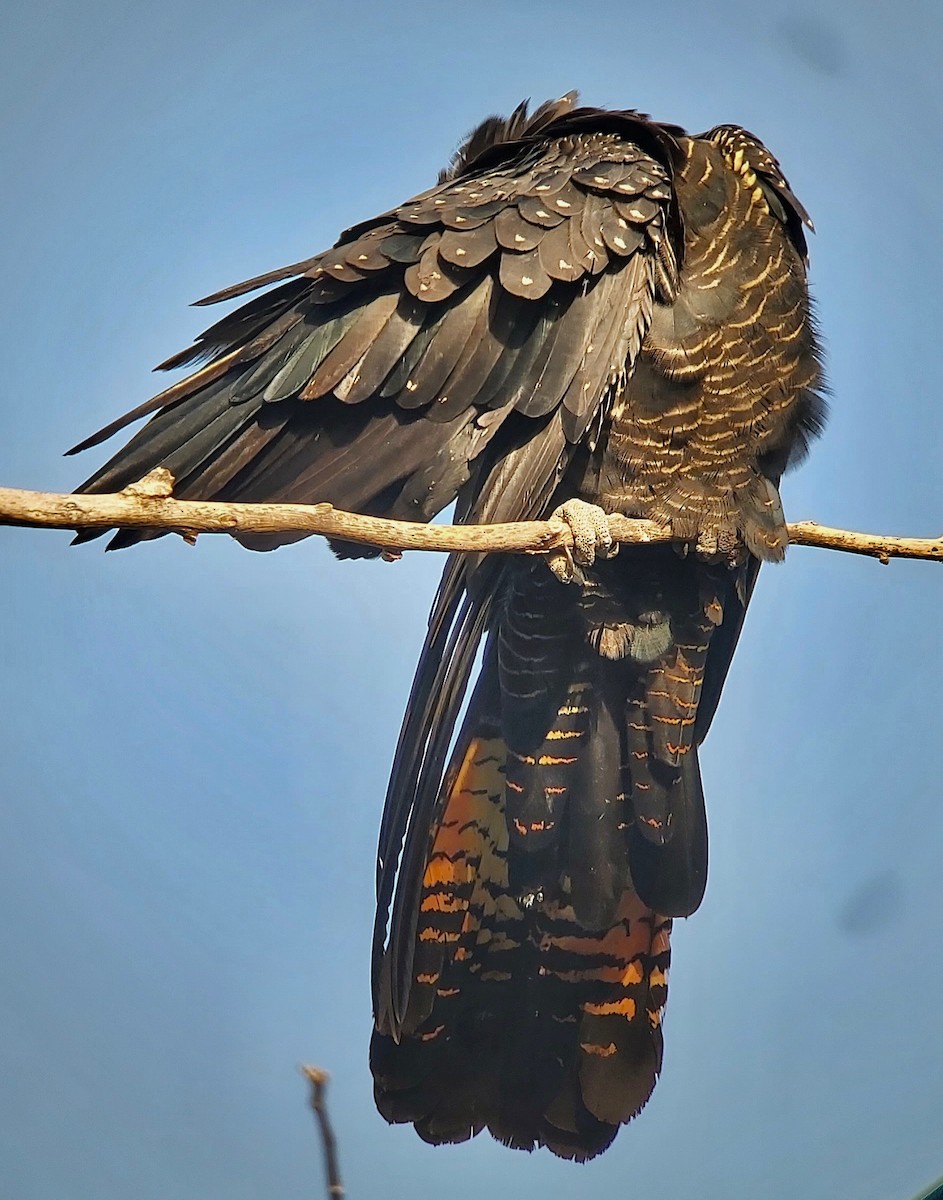 Red-tailed Black-Cockatoo - ML611560677