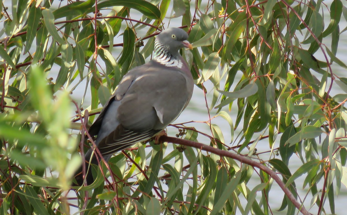 Common Wood-Pigeon - ML611560787