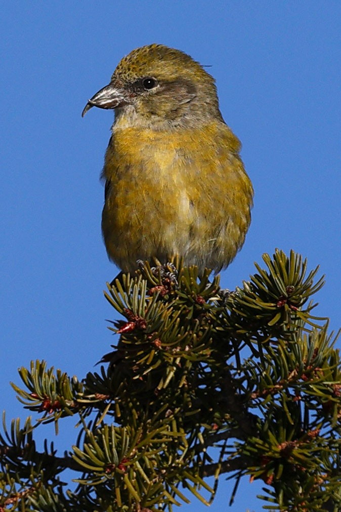 Red Crossbill - Claire Werner