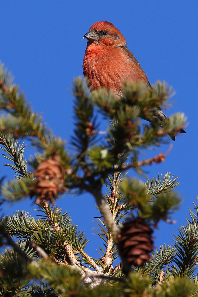 Red Crossbill - Claire Werner