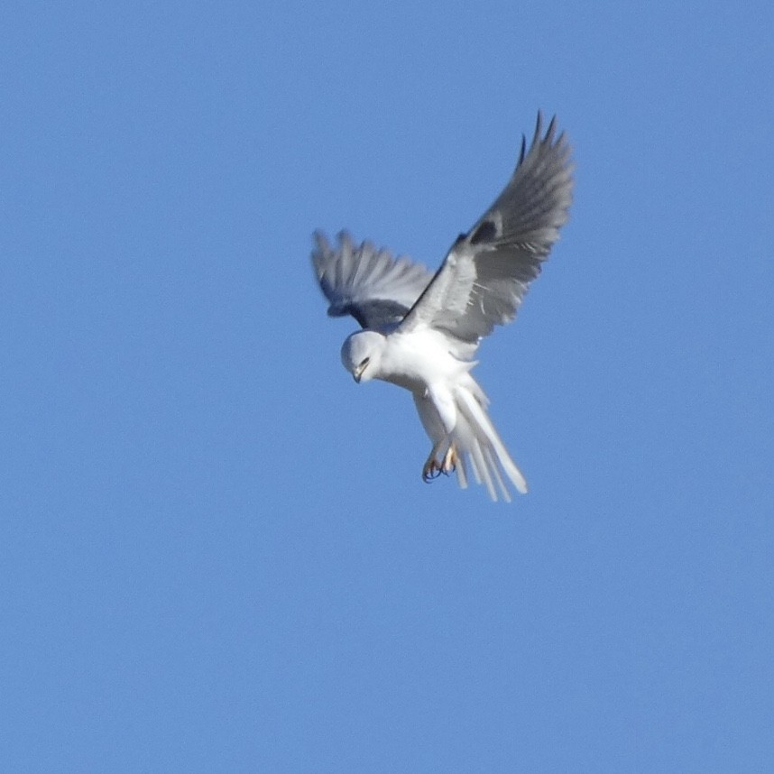White-tailed Kite - Angela Miller
