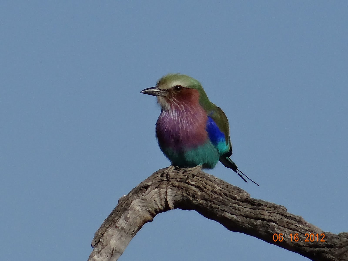 Lilac-breasted Roller - ML611562050