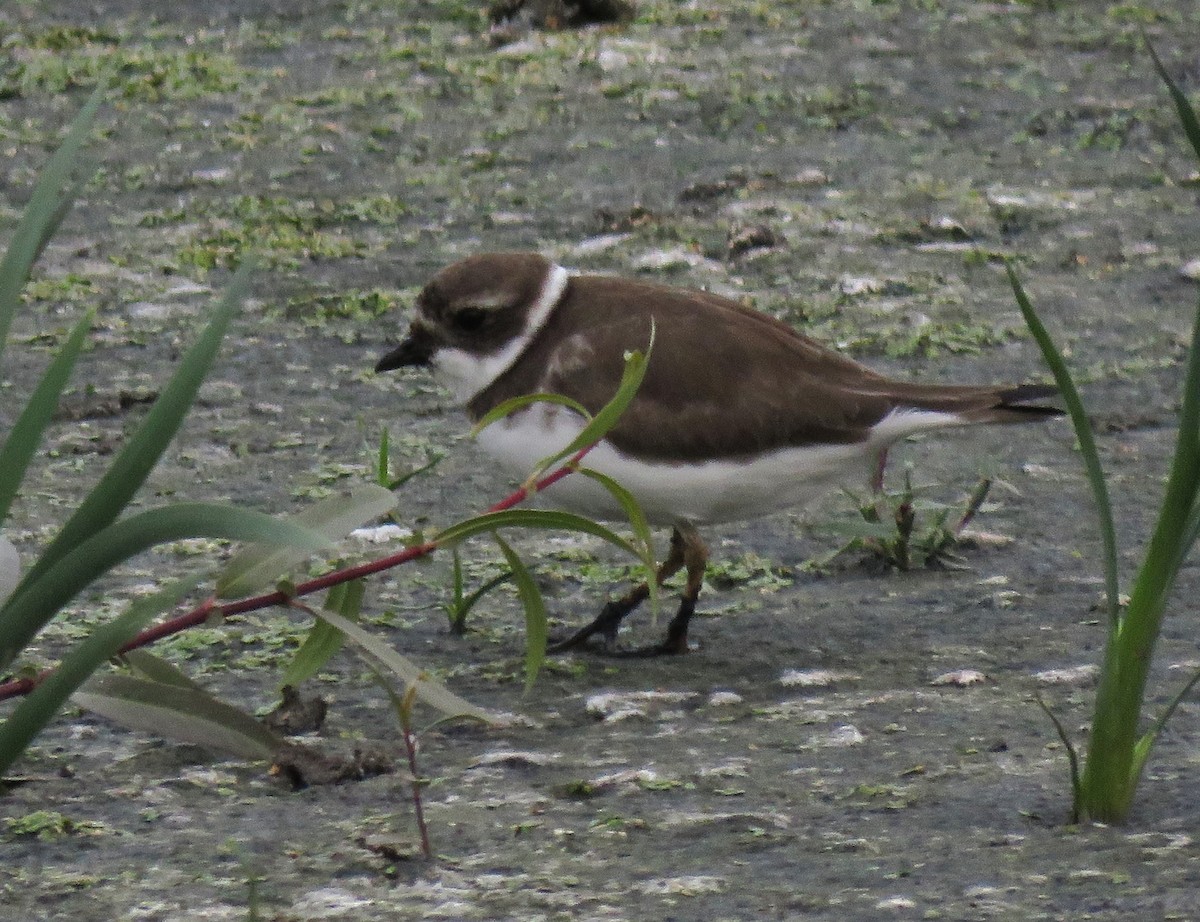 Semipalmated Plover - ML611562400