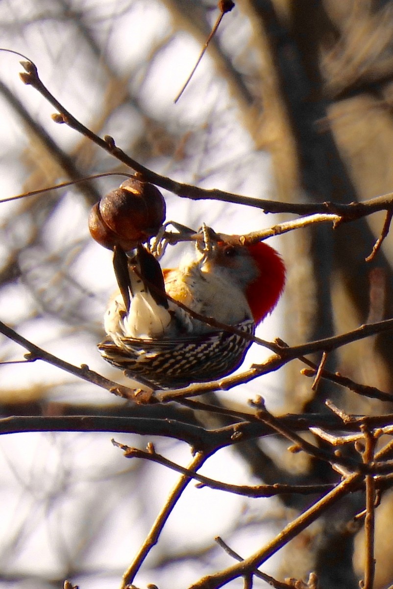 Red-bellied Woodpecker - ML611562677