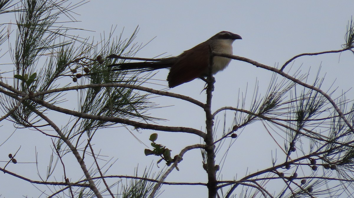 White-browed Coucal - ML611562913