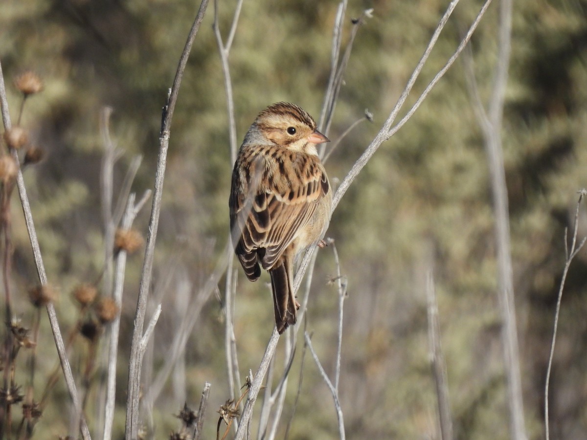 Clay-colored Sparrow - ML611562936