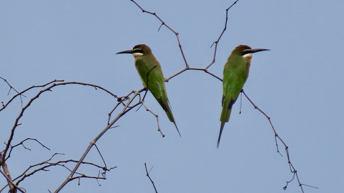 Madagascar Bee-eater - ML611562960