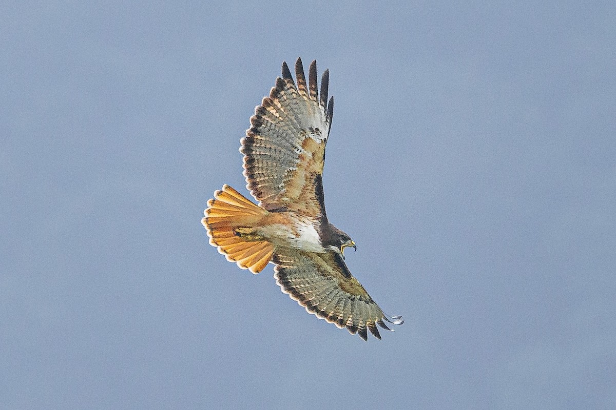 Red-tailed Hawk - Enrique Mejía