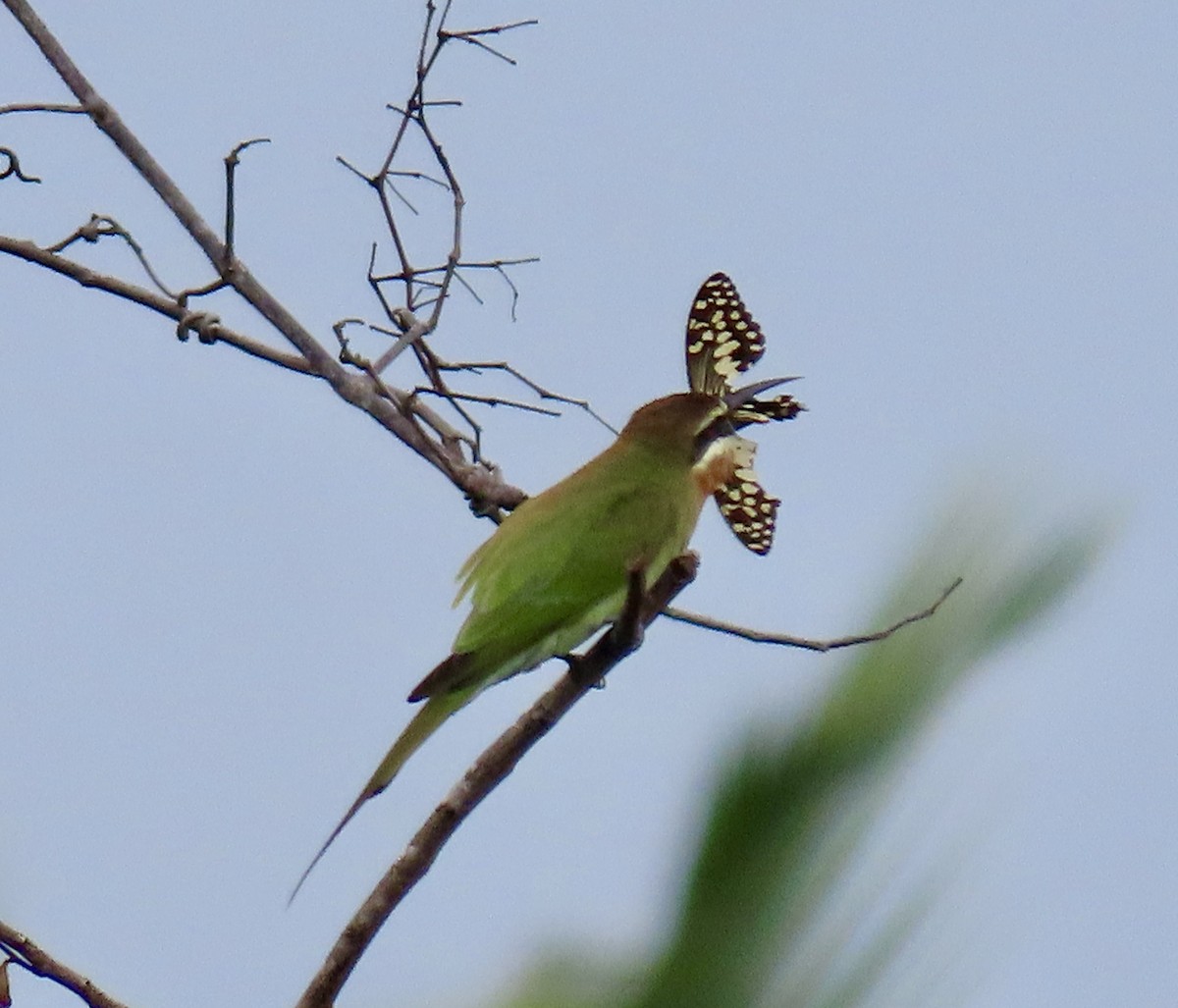 Madagascar Bee-eater - ML611563020