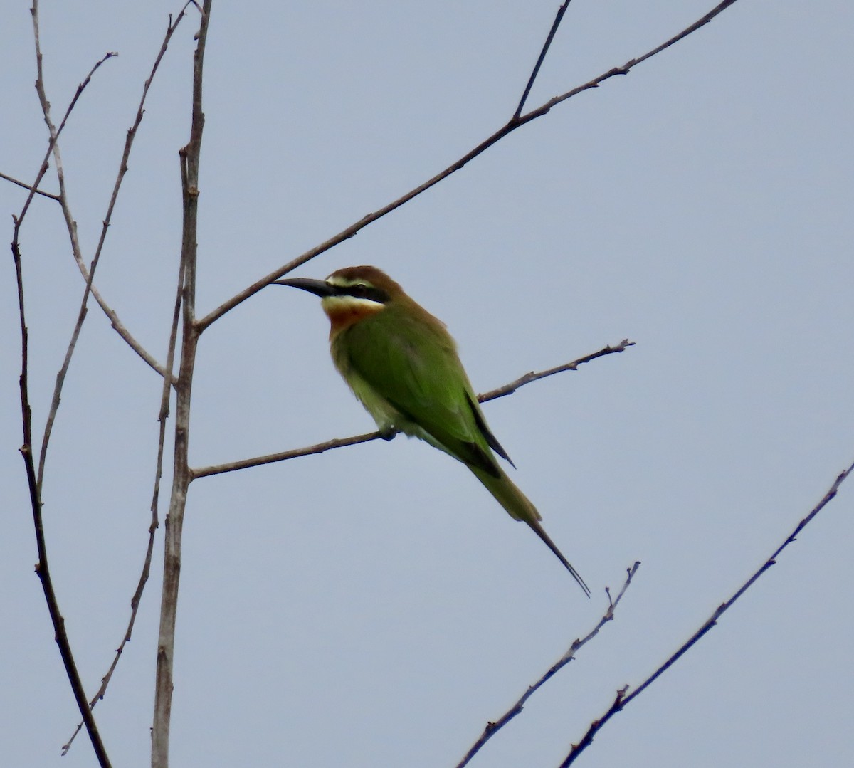Madagascar Bee-eater - ML611563043
