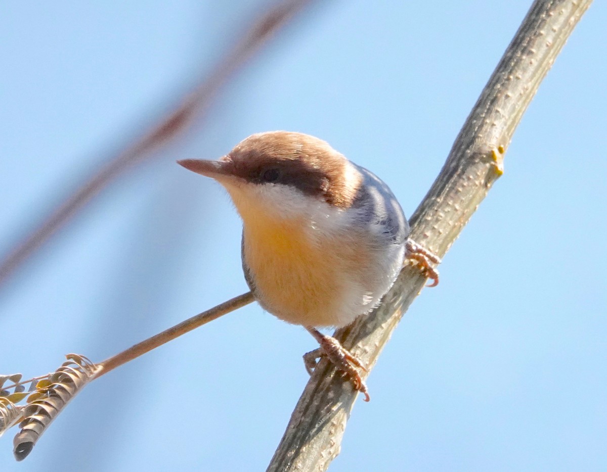 Brown-headed Nuthatch - ML611563179