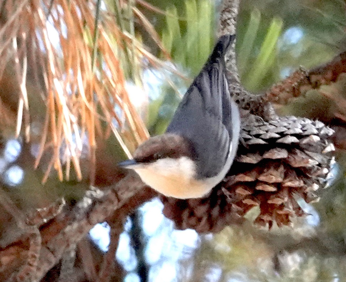 Brown-headed Nuthatch - ML611563210