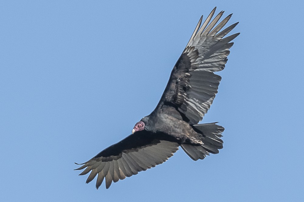 Turkey Vulture - James McNamara
