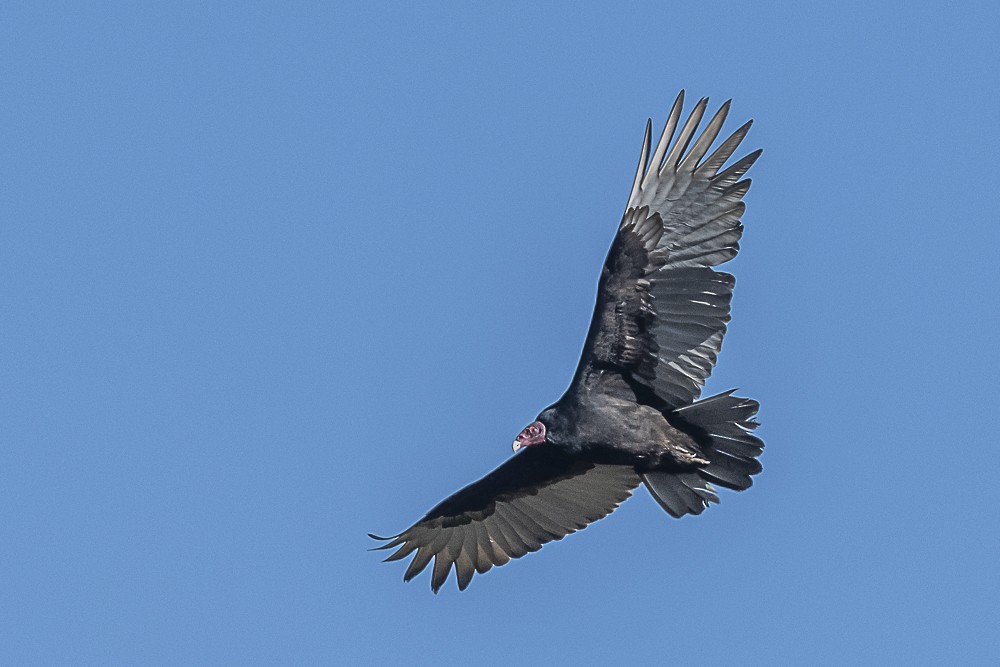 Turkey Vulture - ML611563218