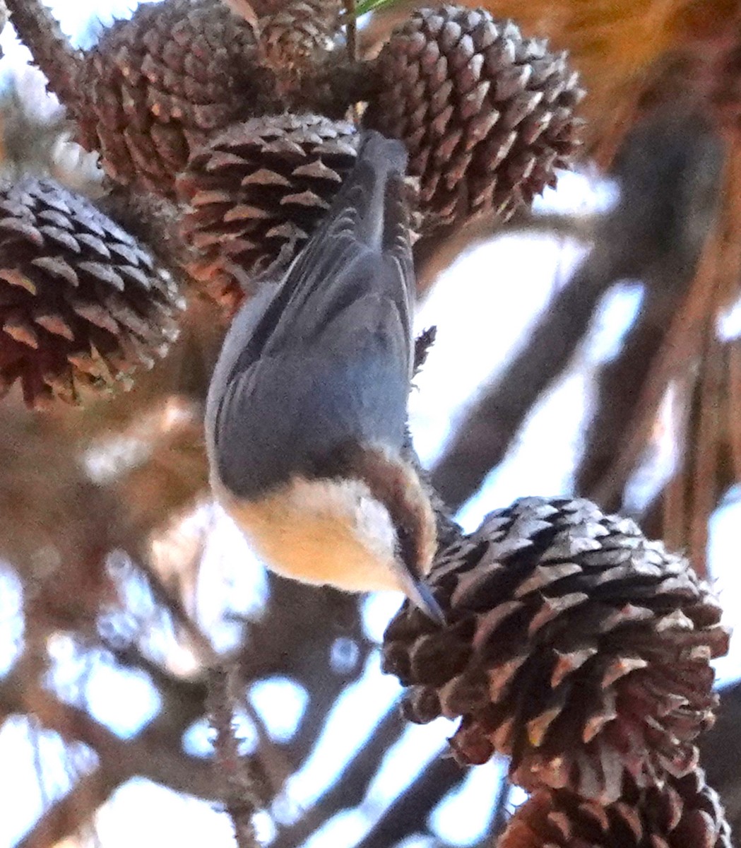 Brown-headed Nuthatch - ML611563231