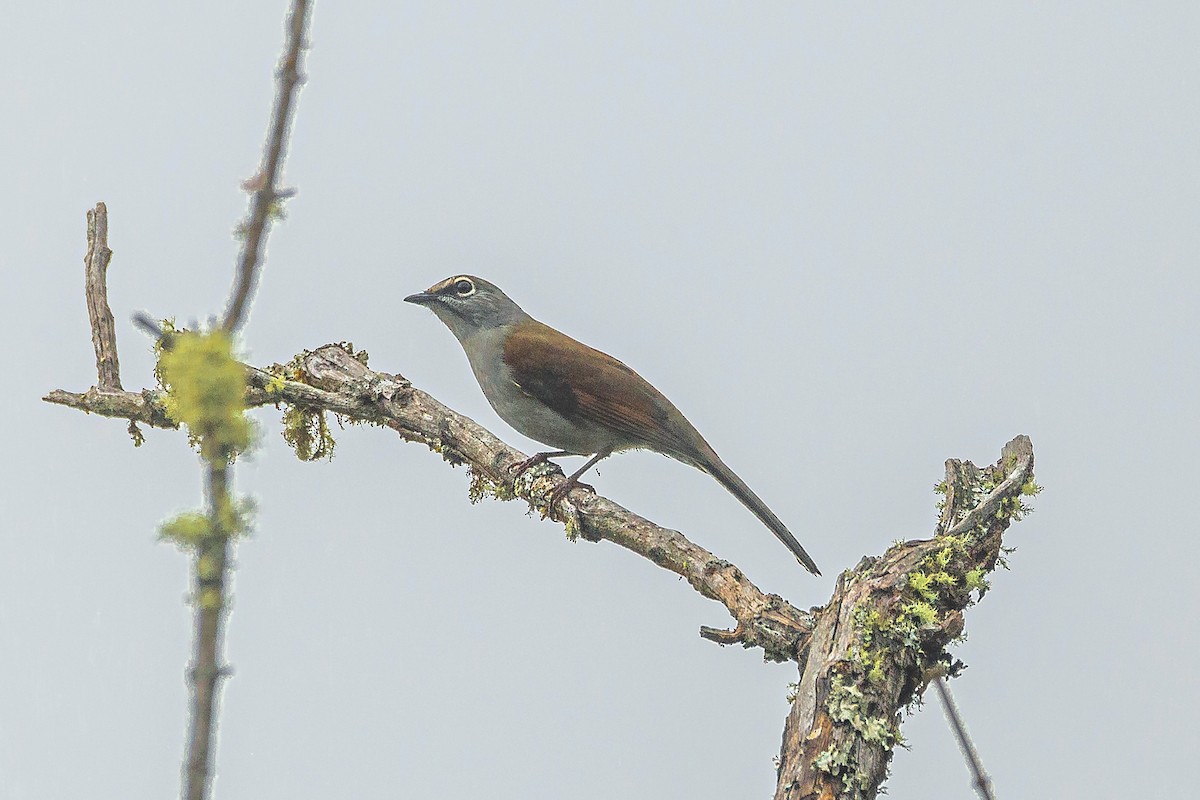 Brown-backed Solitaire - ML611563257