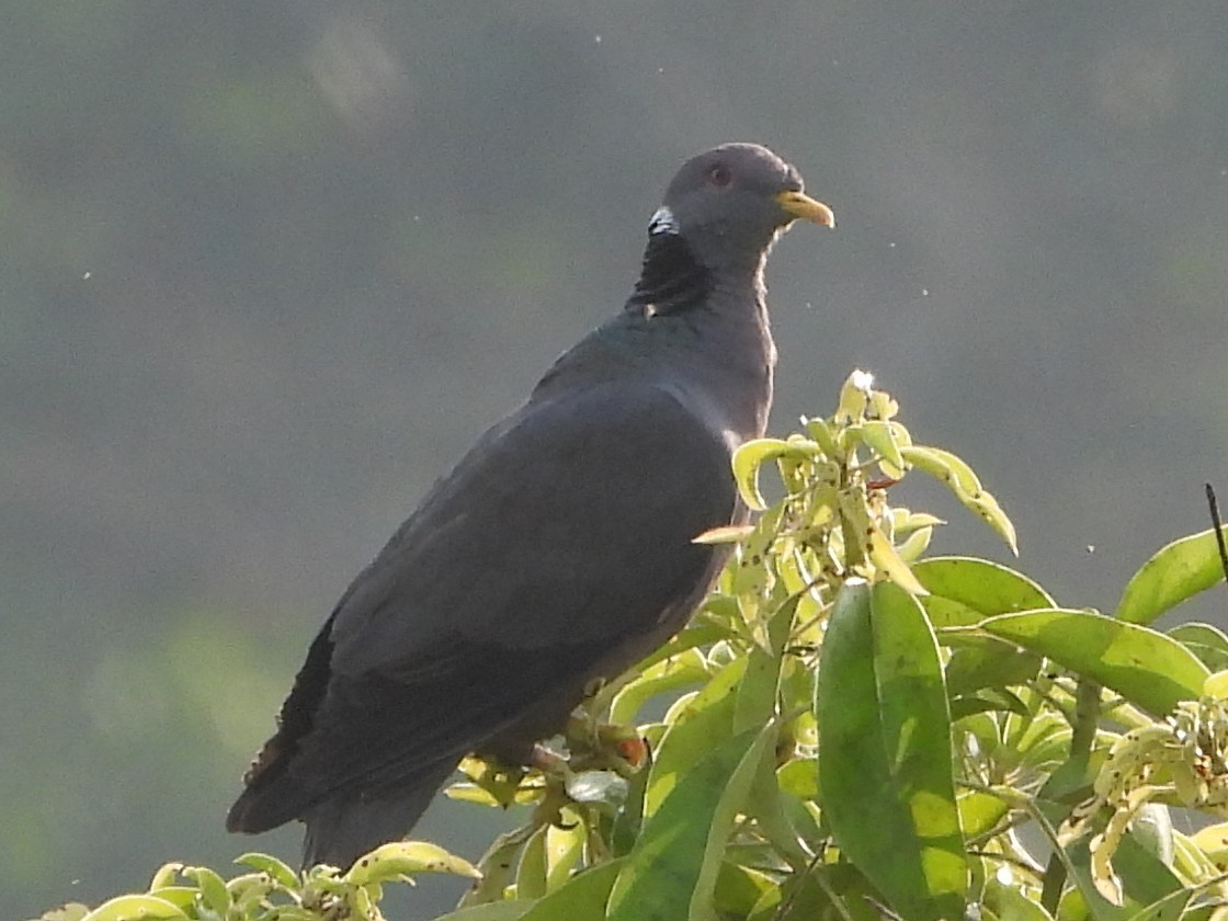 Band-tailed Pigeon (White-necked) - ML611563522