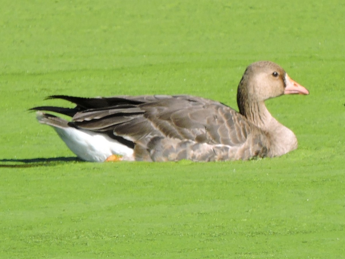Greater White-fronted Goose - ML611563658