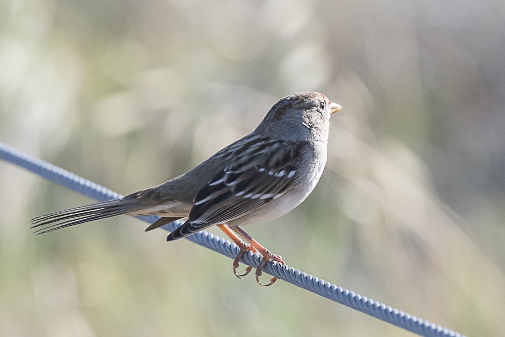 White-crowned Sparrow (Gambel's) - ML611563668