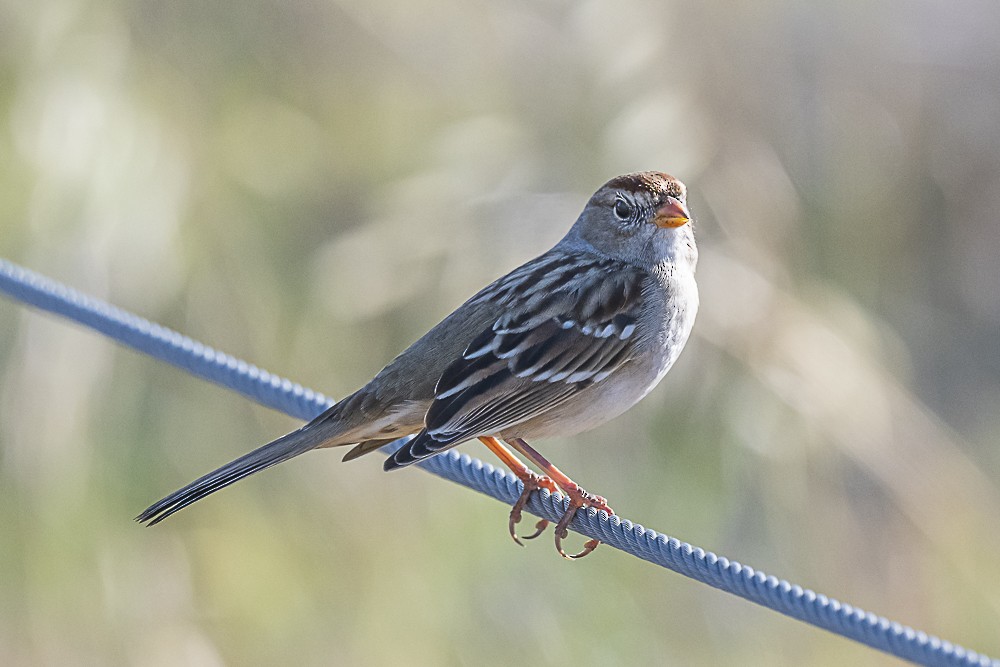 White-crowned Sparrow (Gambel's) - ML611563669