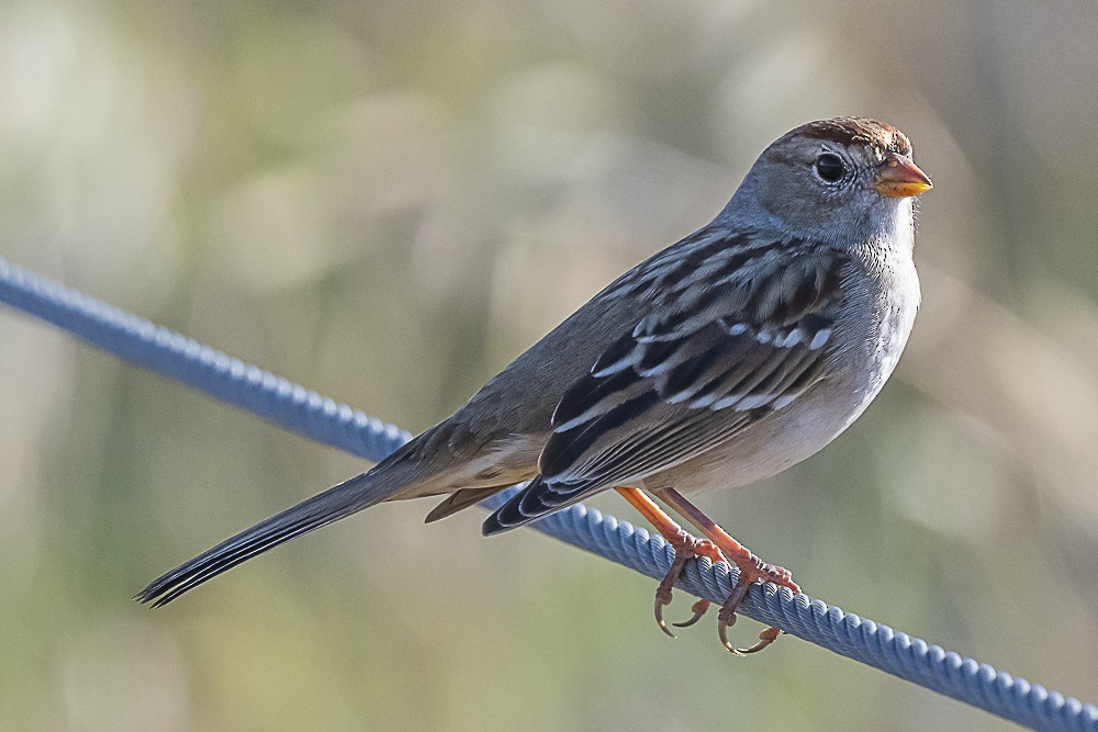 White-crowned Sparrow (Gambel's) - ML611563670