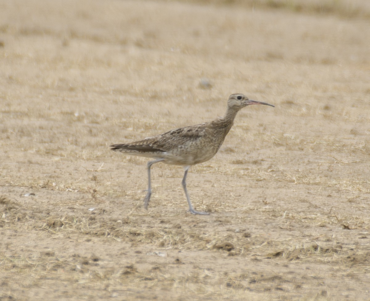 Little Curlew - ML611563837