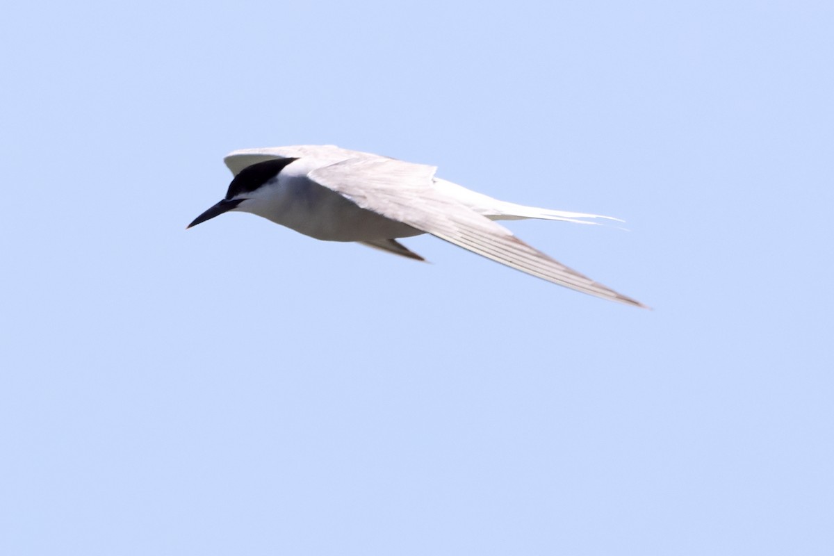 Common Tern - Rynhard Kok