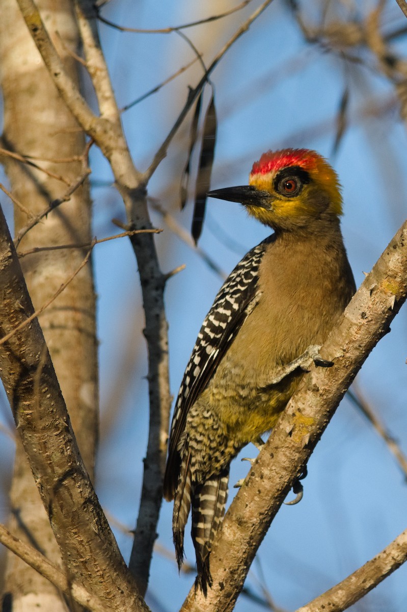 Golden-cheeked Woodpecker - Simon Valdez-Juarez